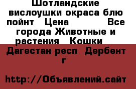 Шотландские вислоушки окраса блю пойнт › Цена ­ 4 000 - Все города Животные и растения » Кошки   . Дагестан респ.,Дербент г.